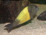 Tropheus ikola Tropheus ikola