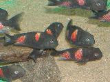 Tropheus moori 'Bulu - point' - Kirschflack Tropheus moori 'Bulu - point' - Kirschflack