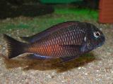 Tropheus moliro Tropheus moliro