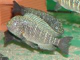 Tropheus murago Tropheus murago
