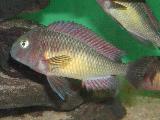 Tropheus moori 'Red rainbow' Tropheus moori 'Red rainbow'