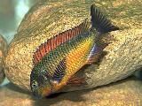 Tropheus kachese Tropheus kachese