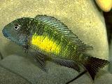 Tropheus kalambo