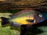 Tropheus ilangi Tropheus ilangi