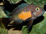 Tropheus mpulungu Tropheus mpulungu