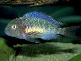 Tropheus chaitika Tropheus chaitika