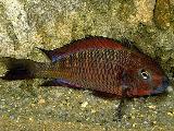 Tropheus chimba Tropheus chimba
