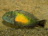 Tropheus kasakalawe Tropheus kasakalawe