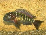Tropheus lufubu Tropheus lufubu