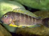 Tropheus ujiji Tropheus ujiji