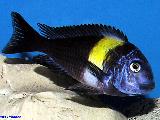 Tropheus duboisi 'Maswa' Tropheus duboisi 'Maswa'