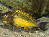 Tropheus kazumbe gold Tropheus kazumbe gold
