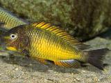 Tropheus kazumbe gold