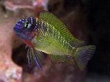 Tropheus nkonde yellow Tropheus nkonde yellow