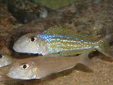 Xenotilapia ochrogenys 'Karilani' Xenotilapia ochrogenys 'Karilani'