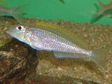 Xenotilapia flavipinis 'Isanga' Xenotilapia flavipinis 'Isanga'