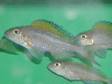 Xenotilapia spiloptera'Kipili' Xenotilapia spiloptera'Kipili'