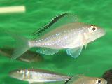 Xenotilapia spiloptera'Kachese' Xenotilapia spiloptera'Kachese'